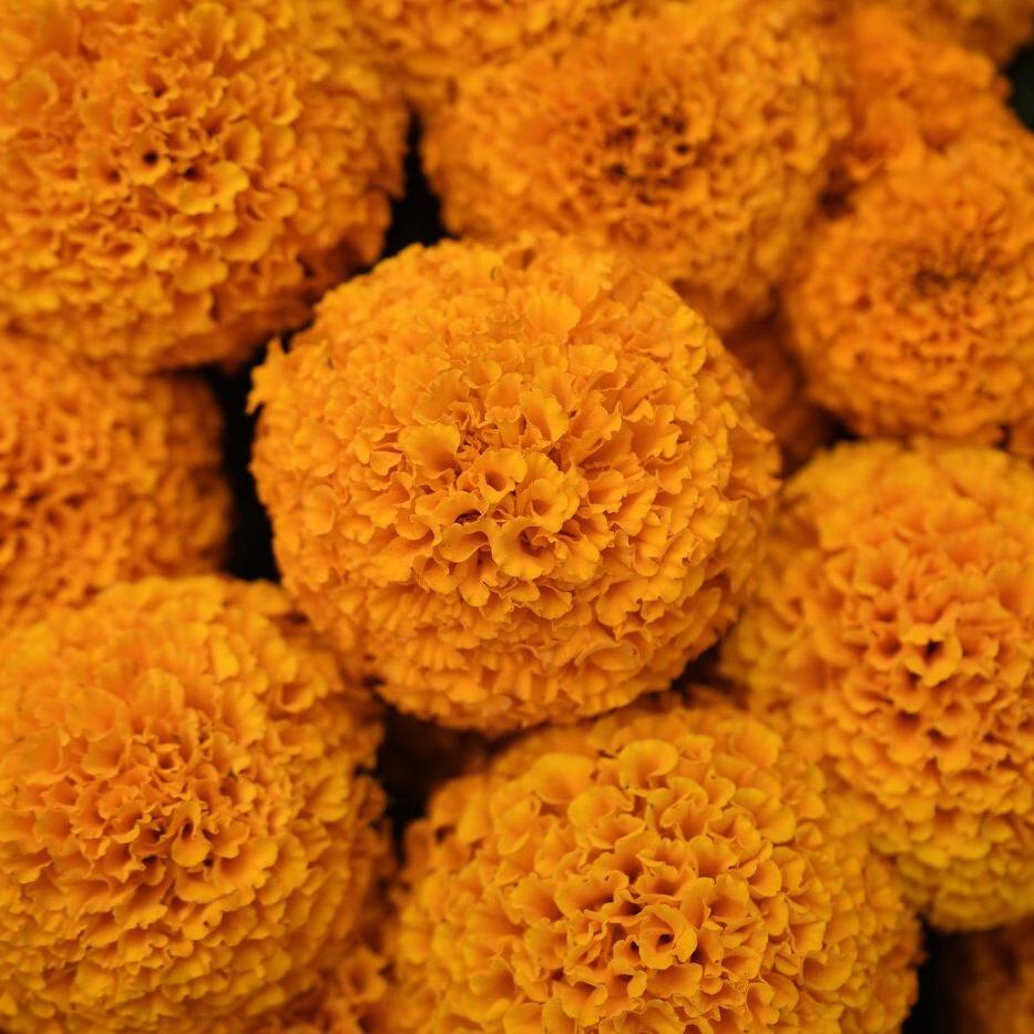 This orange flower cloaks Mexico during Day of the Dead. Climate change is putting it at risk